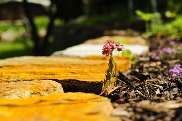 Naturgarten mit Trockensteinmauer