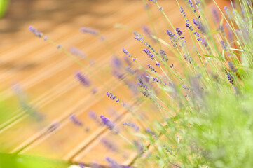 Lavendel