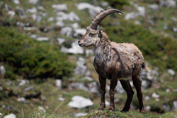 Bouquetin des alpes