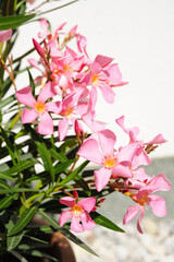 Oleander