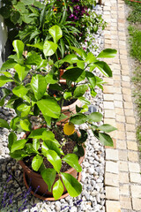 Kübelpflanze Terrasse
