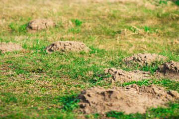 A fresh molehill on vibrant green grass. The dark brown soil contrasts with the lush lawn, indicating recent underground activity. The small mound is slightly damp and uneven.

