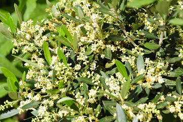 Blüte