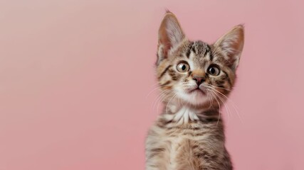 Adorable tabby kitten raising paw for attention against pink backdrop video footage. Cute kitty waving with paw, playful pet saying hello or goodbye motion clip.