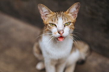 the cat looks at the camera