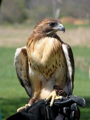 red tailed hawk bird portrait