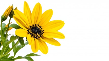 Close up of a vibrant yellow flower with a dark brown center against a white background. The flower has multiple petals and is in full bloom.