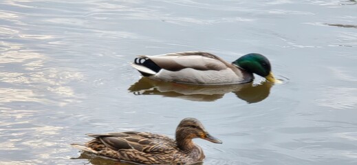 Two ducks swimming on a calm water surface, creating a harmonious wildlife scene ideal for nature enthusiasts and bird watchers.