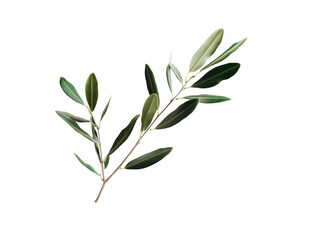 Isolated olive branch with green leaves