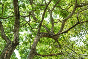 Fototapeta premium Under the shade of a large tree, you will see branches and leaves covering it in an unusual way.