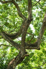 Under the shade of a large tree, you will see branches and leaves covering it in an unusual way.
