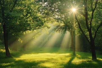 peaceful outdoor scene with sunlight filtering through trees in summer part or nature, representing a healing journey, and leaving ample room for text