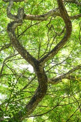 Under the shade of a large tree, you will see branches and leaves covering it in an unusual way.