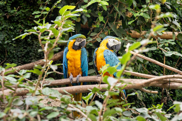Macaw parrots on a tree. Exotic birds
