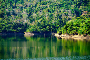 Serene Lake Surrounded by Lush Green Forest and Reflections on Water