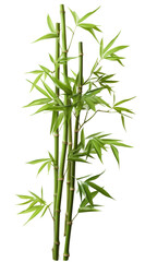 Isolated Green Bamboo on transparent background