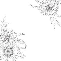 Sunflowers Line Drawing. Outline Sunflowers illustration. Hand Drawn Sunflowers background. Botanical Monochrome Floral Art. Sunflower Wedding