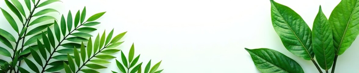Fototapeta premium Tropical plants bush green leaves arrangement on white background, plants, indoors