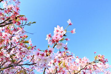 春の佐久間ダムに咲く桜と青空