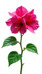 Obraz premium Vibrant bougainvillea flower plant isolated on white background, garden, botany