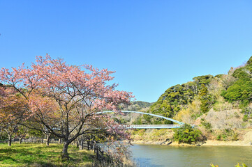 佐久間ダムの湖畔に咲く頼朝桜