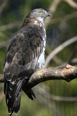 European honey buzzard