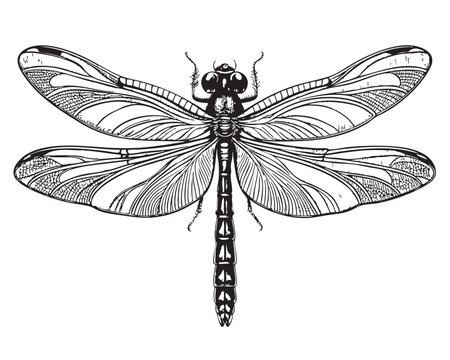 dragonfly engraving vector illustration