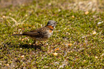 Small birds in the wild nature walking on the ground. Brown and grey feather birds in the wild. Forest birds of South America. Fauna wildlife birds searching food in summer