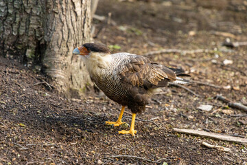 Small birds in the wild nature walking on the ground. Brown and grey feather birds in the wild. Forest birds of South America. Fauna wildlife birds searching food in summer