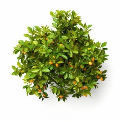 Orange tree leaves fruits plant.