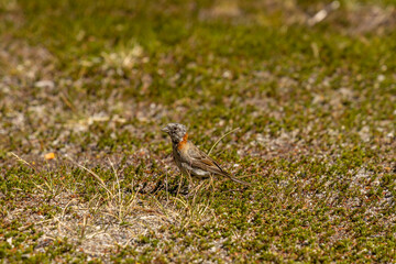 Small birds in the wild nature walking on the ground. Brown and grey feather birds in the wild. Forest birds of South America. Fauna wildlife birds searching food in summer