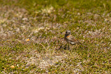 Small birds in the wild nature walking on the ground. Brown and grey feather birds in the wild. Forest birds of South America. Fauna wildlife birds searching food in summer