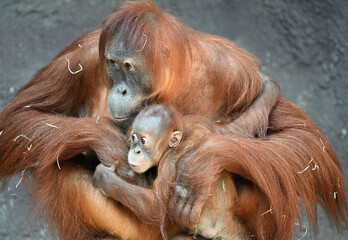 mother with baby Sumatran orangutan animals zoo © Vitezslav Halamka