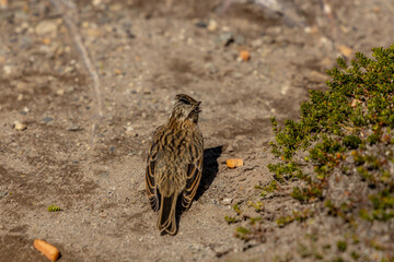 Small birds in the wild nature walking on the ground. Brown and grey feather birds in the wild. Forest birds of South America. Fauna wildlife birds searching food in summer