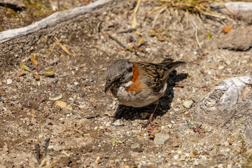 Small birds in the wild nature walking on the ground. Brown and grey feather birds in the wild. Forest birds of South America. Fauna wildlife birds searching food in summer