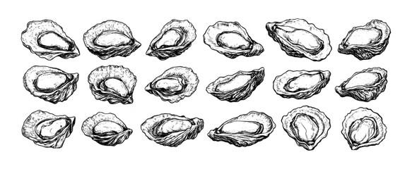 Seafood oysters engraving vector set. Fresh shell bivalves clams mussels ocean mollusks luxury marine restaurant food, sketch black hand drawn monochrome isolated vectors on white