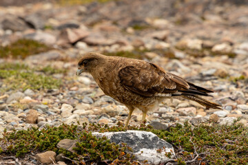 Small birds in the wild nature walking on the ground. Brown and grey feather birds in the wild. Forest birds of South America. Fauna wildlife birds searching food in summer