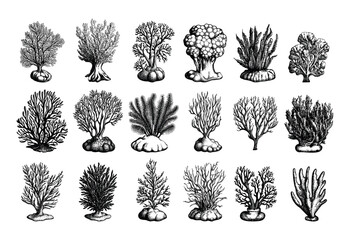 Underwater seaweed corals engraving vector set. Ocean sea plants tropical reef rocks stone algae polyps fauna flora marine animals, hand drawn isolated illustration on white background