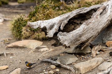 Small birds in the wild nature walking on the ground. Brown and grey feather birds in the wild. Forest birds of South America. Fauna wildlife birds searching food in summer