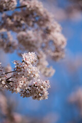 blooming cherry tree in spring