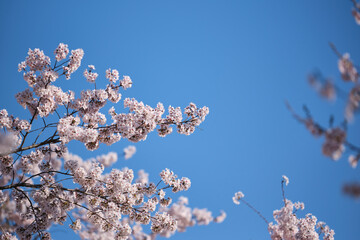 blooming cherry tree in spring