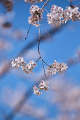 cherry blossom in spring
