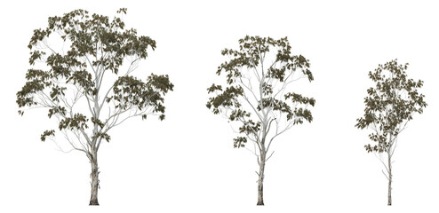 River Red Gum (Eucalyptus camaldulensis) – Dying 3D Render PNG Set, Browning Leaves, Transparent...