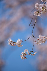 cherry blossom in spring
