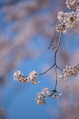 cherry blossom in spring