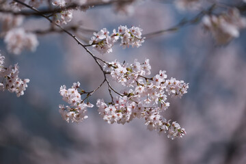 cherry blossom in spring