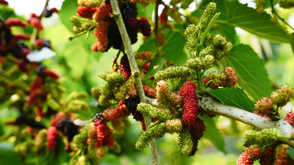 The ripe mulberry is on the fruit tree