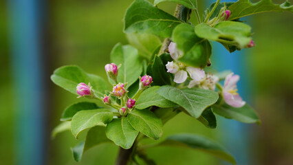 Pink and white apple blossom flowers on tree in springtime