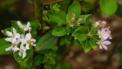 Pink and white apple blossom flowers on tree in springtime