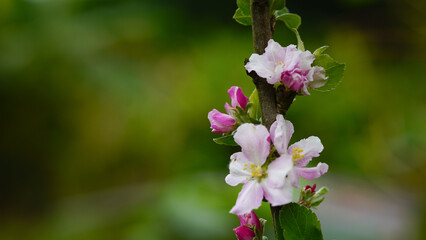 Pink and white apple blossom flowers on tree in springtime